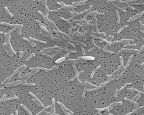 Представитель Семейства Syntrophomonadaceae